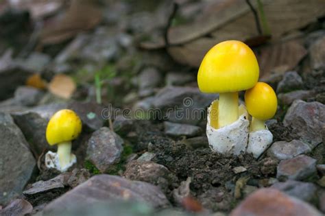 Yellow Mushrooms stock photo. Image of environment, nature - 208109980