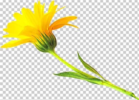 Encapsulated PostScript TIFF PNG, Clipart, Calendula, Daisy Family ...