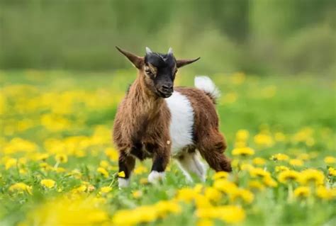 Pygmy Goats: The Ideal Breed for Urban Homesteading