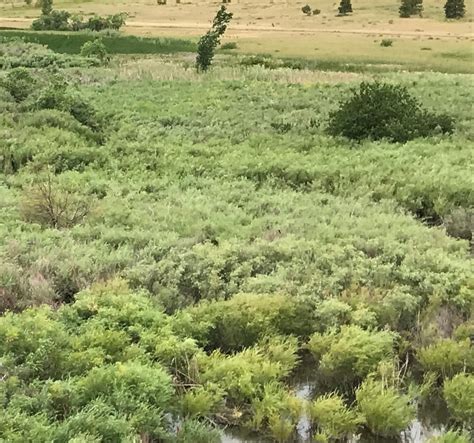 Sandbar Willow Shrub - Naturalist Perspective