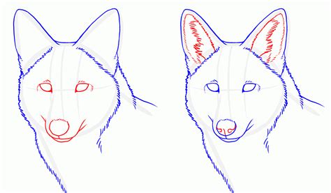 How To Draw Wolf Ears Animal Sketches Animal Drawings - vrogue.co