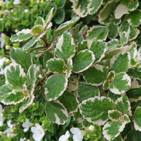 Variegated Swedish Ivy Sweden Ivy Live Plant Plectranthus coleoides Live Outdoor Plant Partial ...