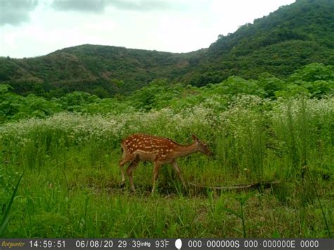 江西桃红岭梅花鹿保护区：梅花鹿 - 自然之声