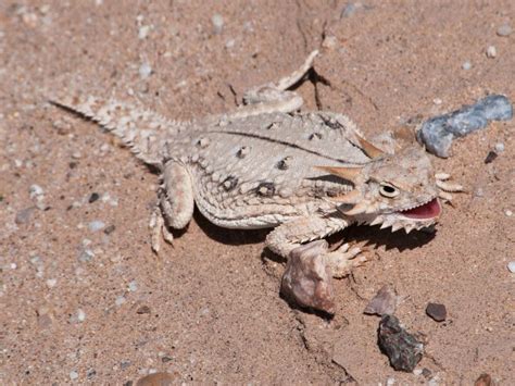 Even Desert Lizards Are Feeling the Heat Due to Climate Change | At the Smithsonian | Smithsonian