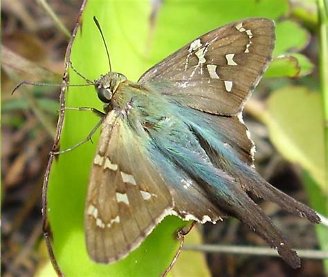 Long-tailed skipper - Urbanus proteus - BugGuide.Net