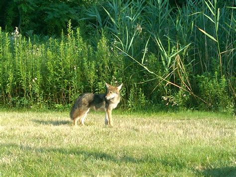 Coyote Pups Wallpapers | New Software Full Version