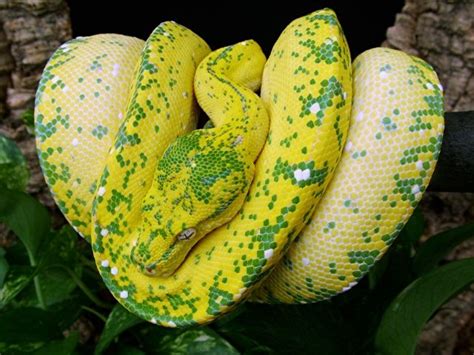 🔥Green Tree Pythons come in many different colours or morphs. This ...