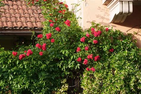 How to Grow and Care for Rose Plants: Propagation and Planting ...