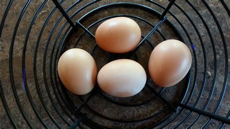 Free Range Chicken Eggs | Gardenisto