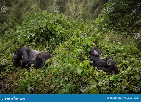 Wild Mountain Gorilla in the Nature Habitat Stock Image - Image of ...