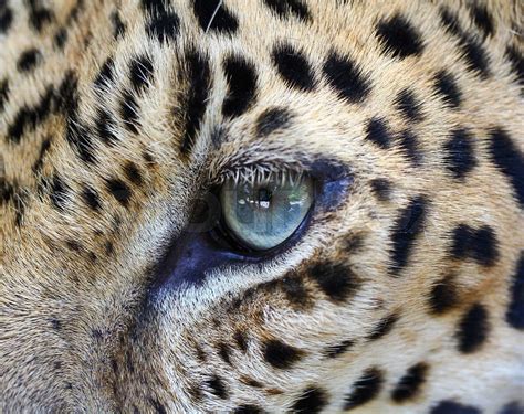 Close up Leopard eye | Stock image | Colourbox