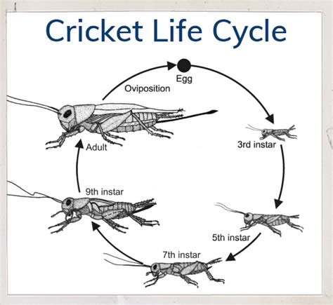 Crickets - My AIPM