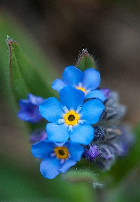 Alaska Forget Me Not (State flower) | Nature Photos that I like ...