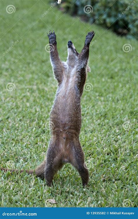 Cozumel Raccoon Seaking For Food Stock Photography - Image: 13935582