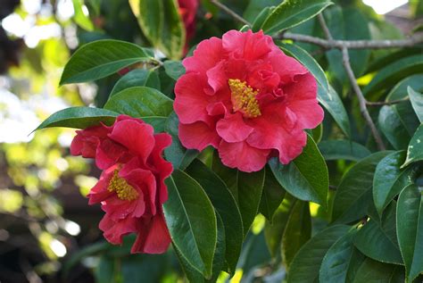 Camellia reticulata 'Crimson Robin' | Garden Origin, Eastern… | Flickr