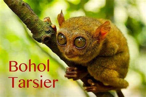 Bohol Tarsiers - Worlds Smallest Primate