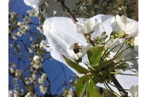 Pollination by more than one bee species found to improve cherry harvest