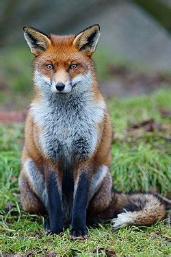 Un renard roux (Vulpes vulpes) au British Wildlife Centre, en Angleterre. Il s'agit de l'espèce ...