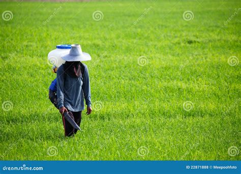 Farmer Spreading Fertilizer Stock Photo - Image of spray, paddy: 22871888