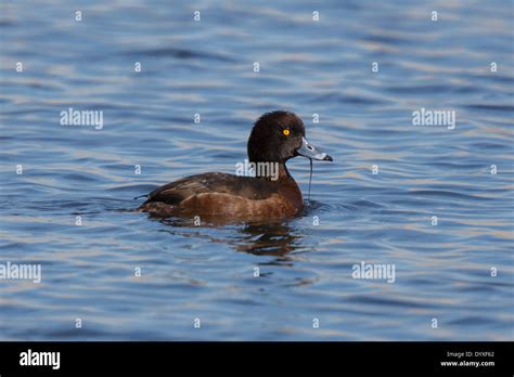 Female Tufted Duck Stock Photo - Alamy