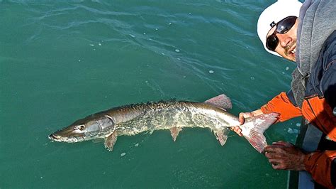 Fall Esox Assault | EsoxOnly | Everything about Esox Fishing!