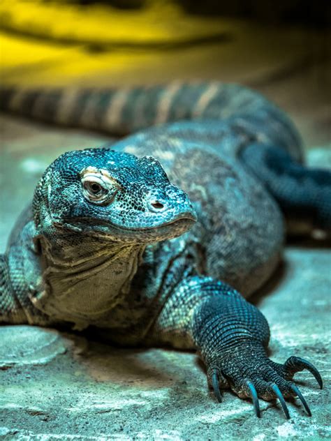 Monitor Lizard Free Stock Photo - Public Domain Pictures