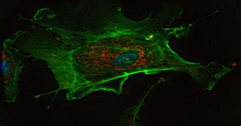 What Is The Composition Of Protoplasm? - BiosWikis