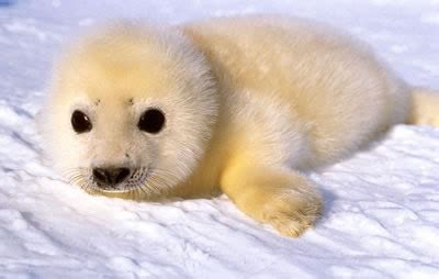 Baby Seal