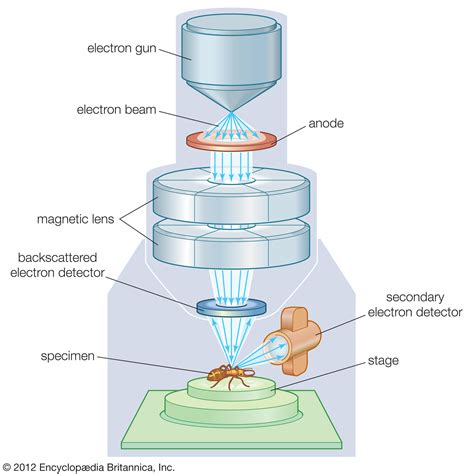 Advantages of Electron Microscopy over Optical Microscopy | Grapevine Birmingham