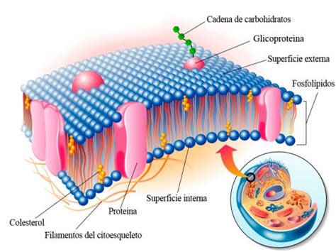 Diego Peralta Bermudez: Partes de la célula ( OCTAVO INTENSIVO) REALICE ...