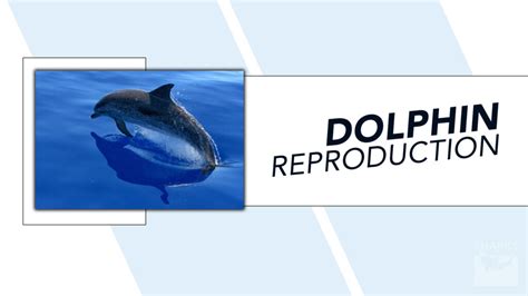 Dolphin Reproduction: Do They Lay Eggs? - sharksinfo.com