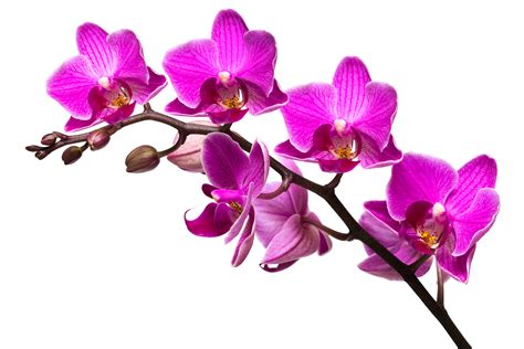Purple Orchid Clipart 2331 | Hot Sex Picture