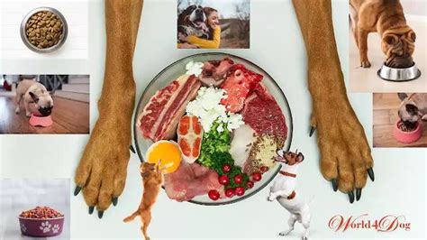 Why Dog Food, Diet, and Nutrition are Important : u/world4dog