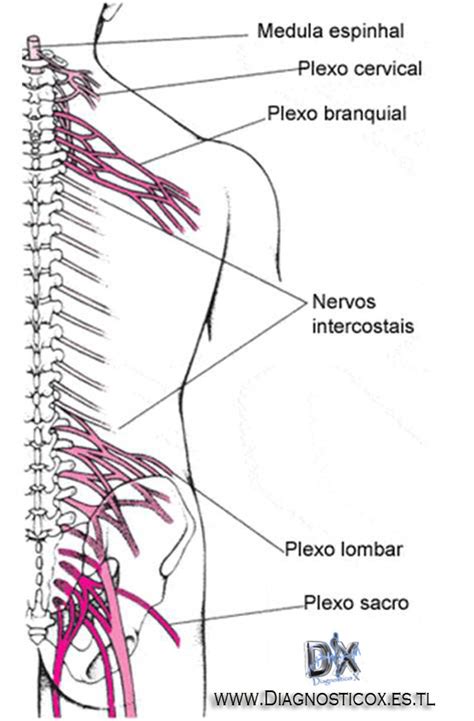 Plexos (Nervios) y sus orígenes Diagram | Quizlet