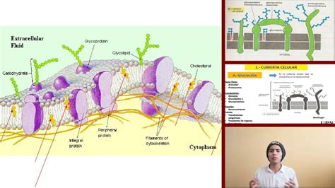 Glucocalix 2 0 ultra - YouTube