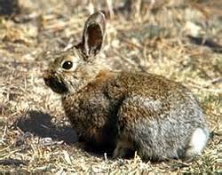 Snowshoe Hare - Adaptations