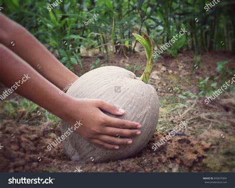 Coconut Farming: Over 8,849 Royalty-Free Licensable Stock Photos | Shutterstock