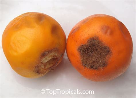 Solanum quitoense, Solanum angulatum, Naranjilla, Naranjillo, Lulo