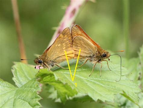 Skipper Butterfly Identification - WingSearch2020