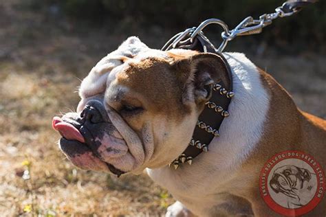 English Bulldog 2 inch Wide Leather Dog Collar with Spikes [S88##1020 2 ...