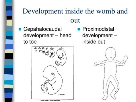 PPT - Physical Development in Infancy PowerPoint Presentation - ID:1723157