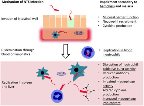 Mechanisms and consequences of hemolysis. The fate of the contents of... | Download Scientific ...