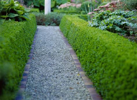 Topiary Box: How to Make Box Hedge Plants - DIYMorning