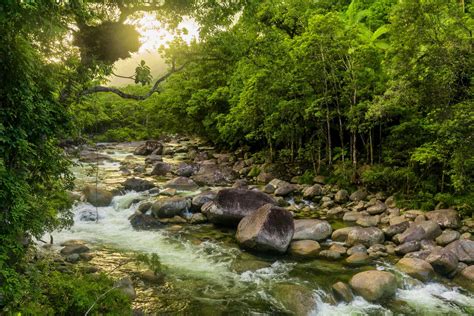 Mossman Gorge river | National parks, Great barrier reef, Daintree rainforest