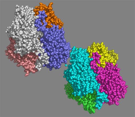 Lactate Dehydrogenase