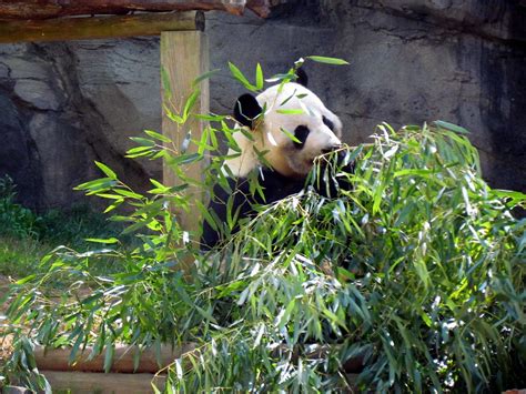 Pandas - Zoo Atlanta - Atlanta, Georgia | A trip to Atlanta,… | Flickr