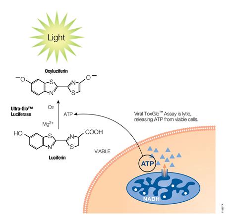 Viral ToxGlo™ Assay: Determine Viral CPE or Monitor Compounds for Antiviral Activity