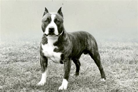 What Is A Pit Bull Terrier Mix Look Like