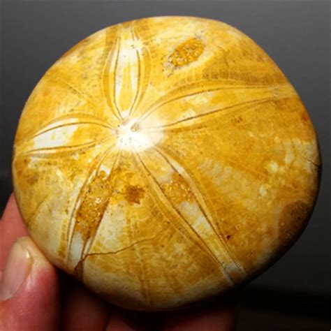 SEA URCHIN STAR FISH FOSSIL SAND DOLLAR JURASSIC AGE 200 MILLION YEARS AGO 1pc-in Stones from ...