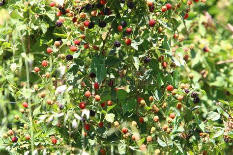 On the Thorny Bushes the Blackberry Ripens. Hot Summer in Israel Stock ...